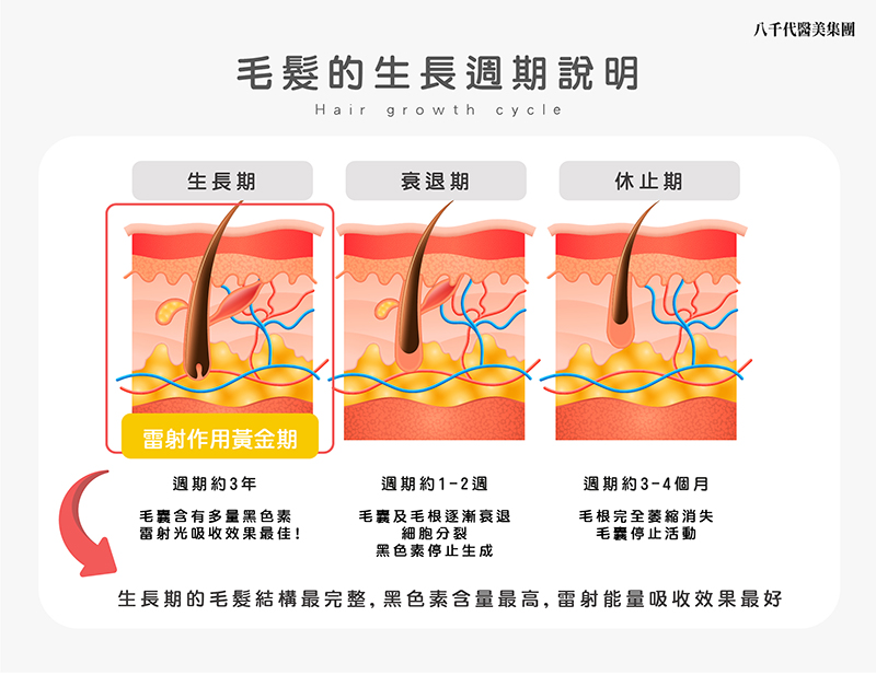 毛髮生長週期說明