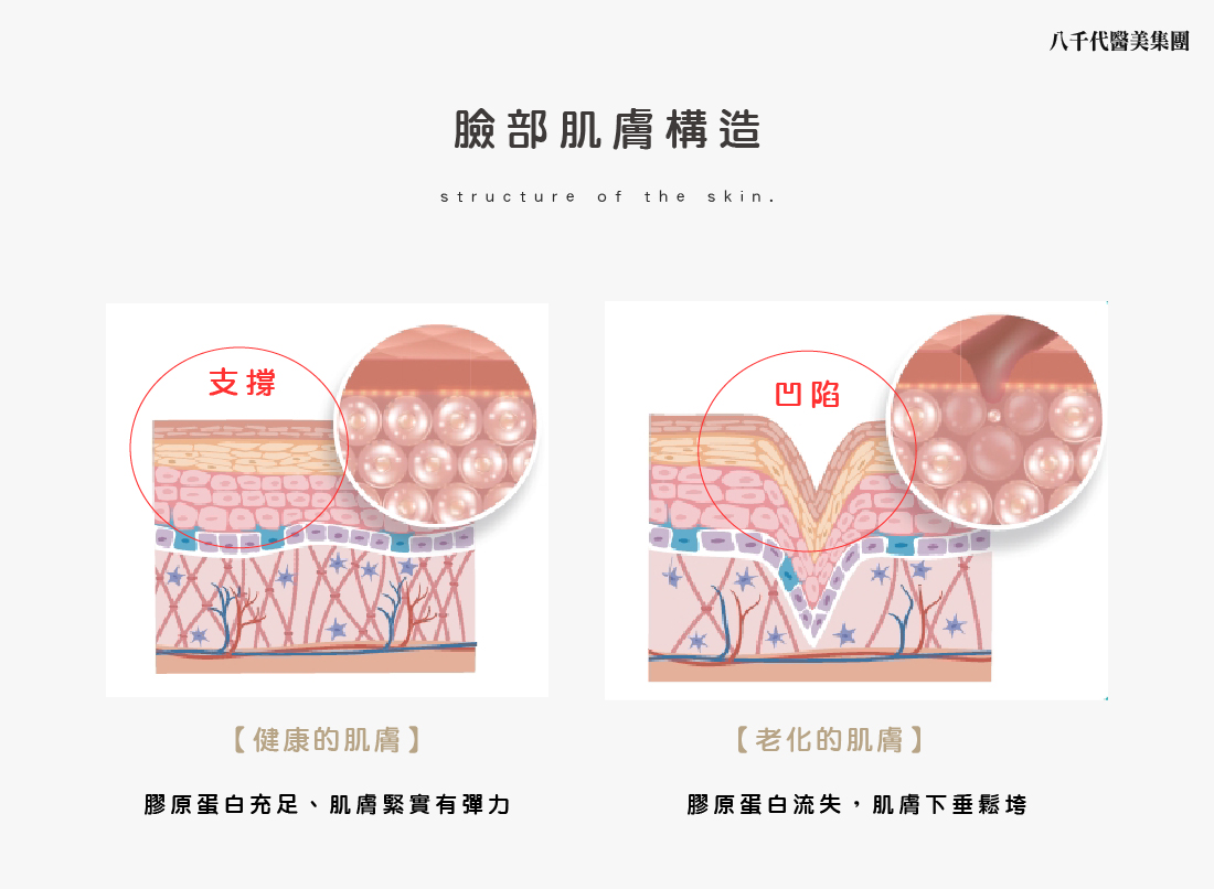 臉部肌膚構造圖